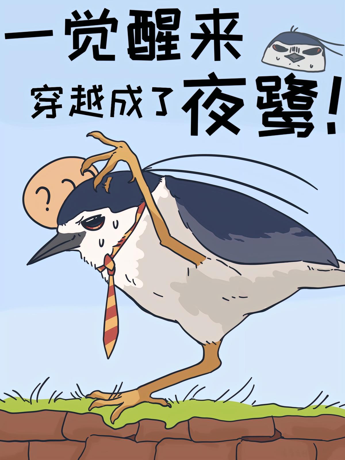 一觉醒来，穿越成了夜鹭